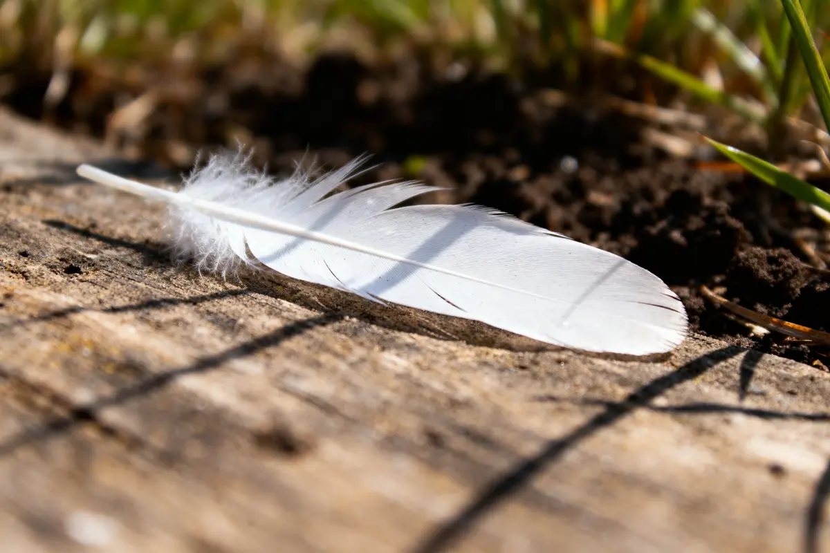 Plume blanche sur bois, lumière naturelle et herbe, perspective rapprochée.