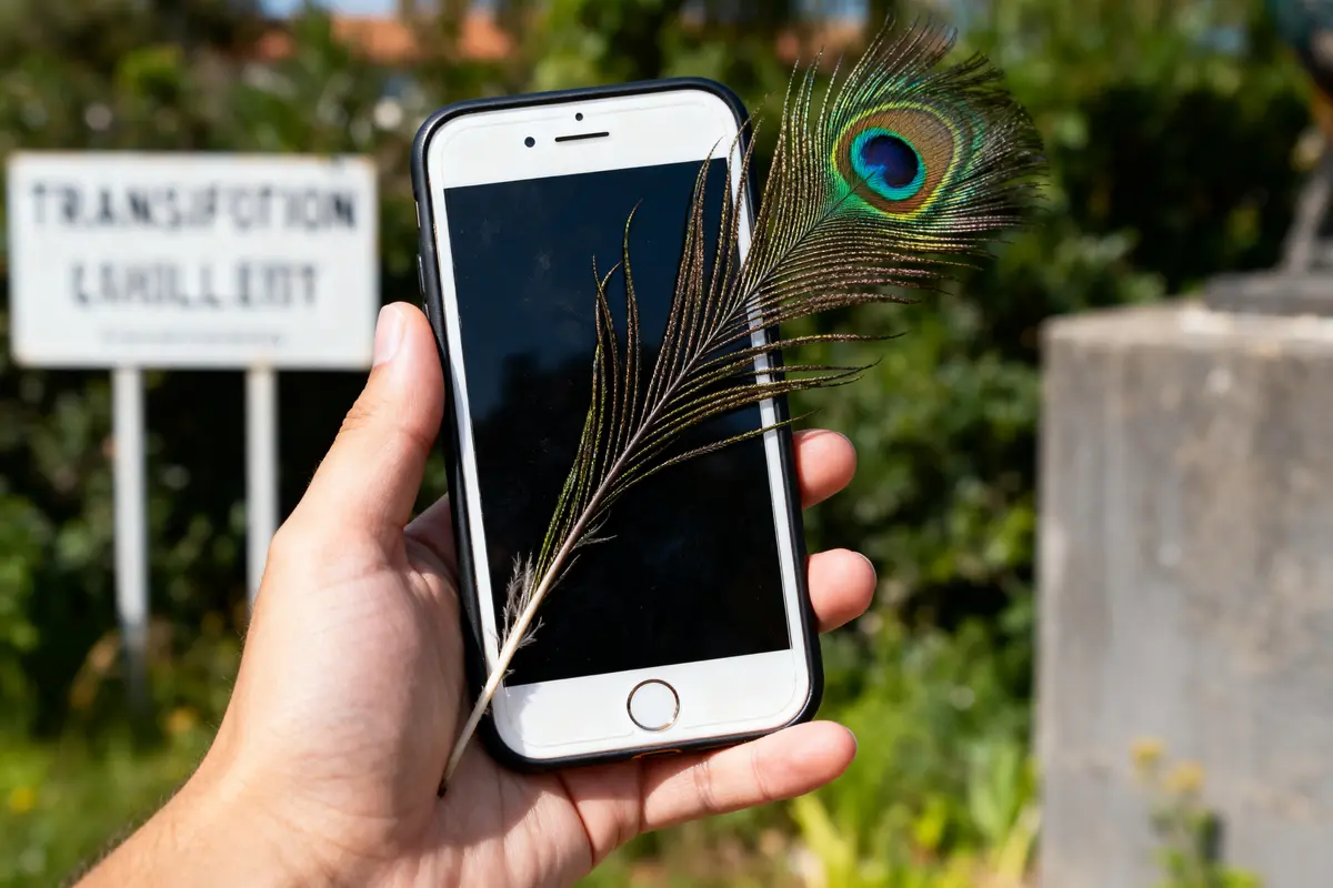 Main tenant smartphone avec plume de paon, panneau flou à l'arrière-plan verdoyant.