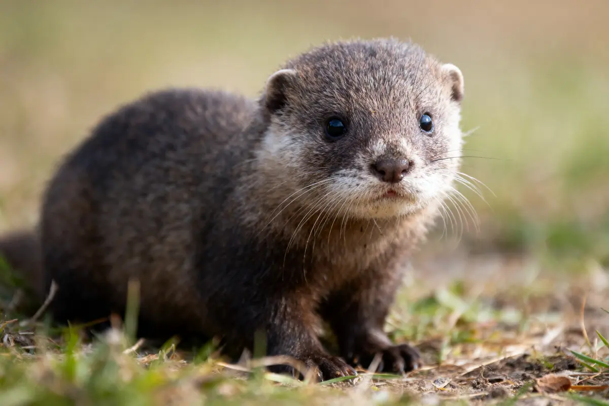 Jeune loutre au pelage brun, debout sur l'herbe, regardant droit devant elle.