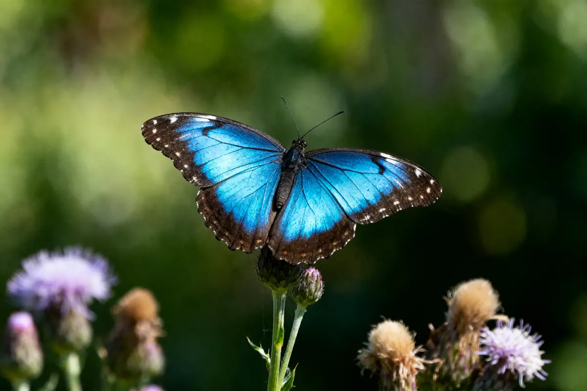 Papillon bleu aux ailes déployées sur une fleur, fond flou de verdure.
