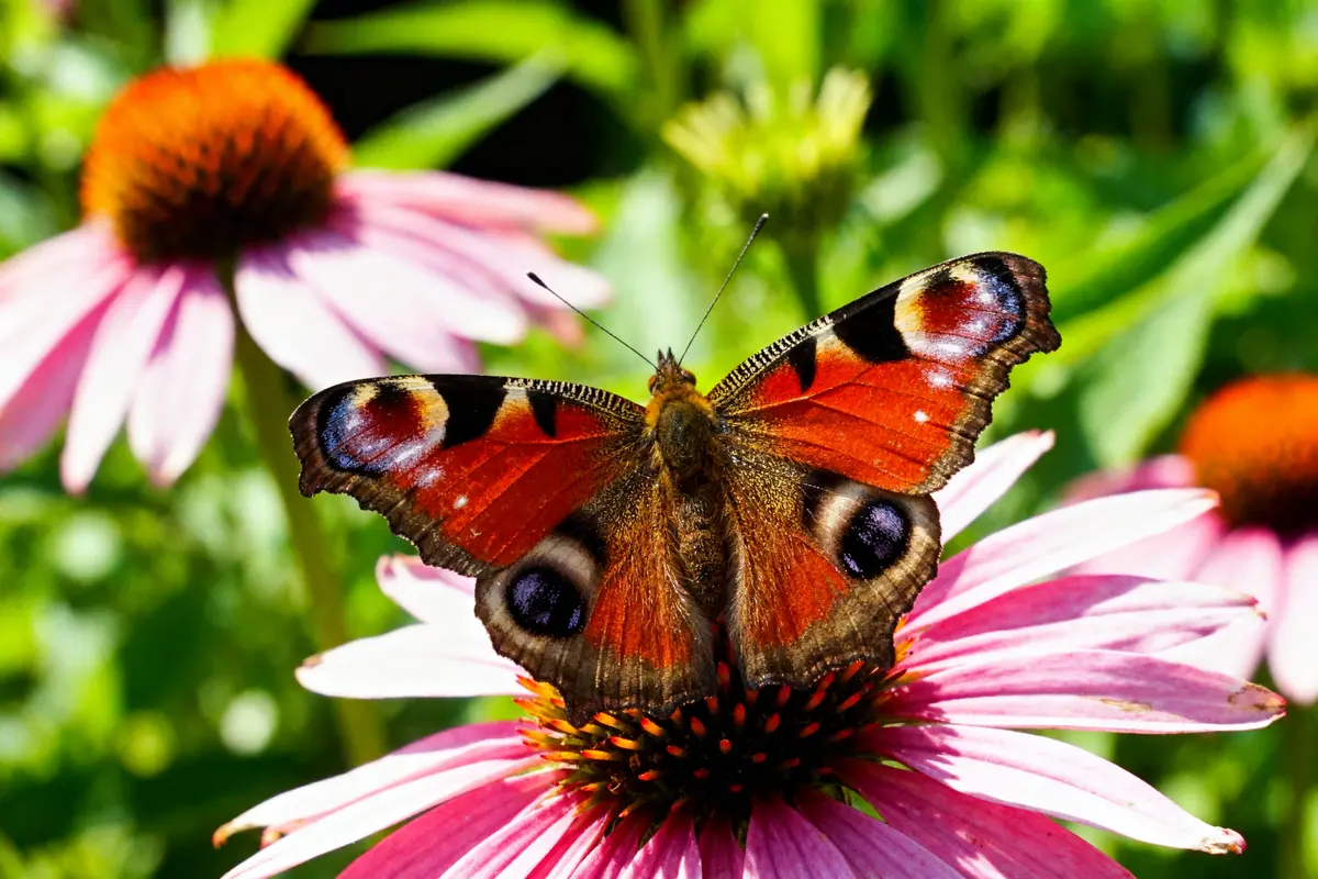 Papillon coloré sur une fleur rose avec fond de verdure floue.