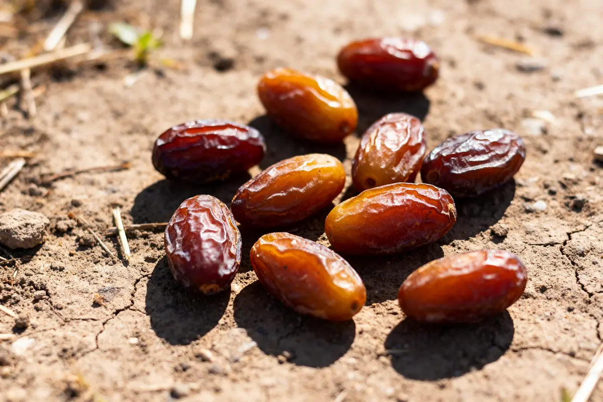 Dates du Sagittaire : Caractère, amour et secrets révélés