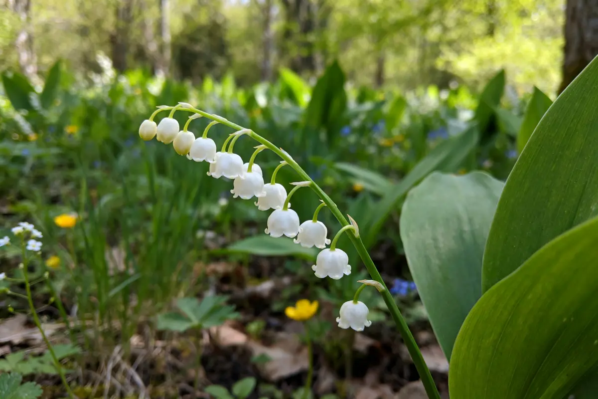 Message du muguet porte-bonheur : 50 idées pour souhaiter le 1er mai