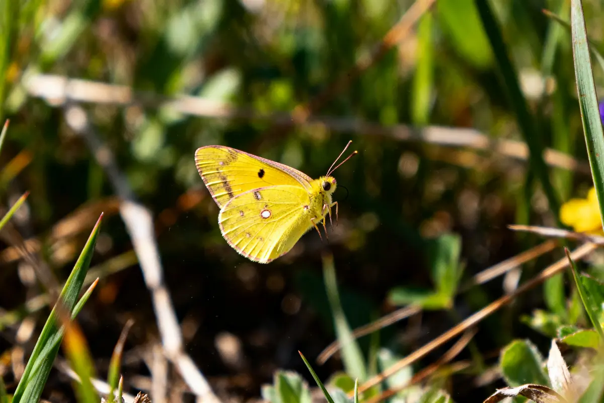 Signification du papillon jaune : Symbolisme, culture et mystères