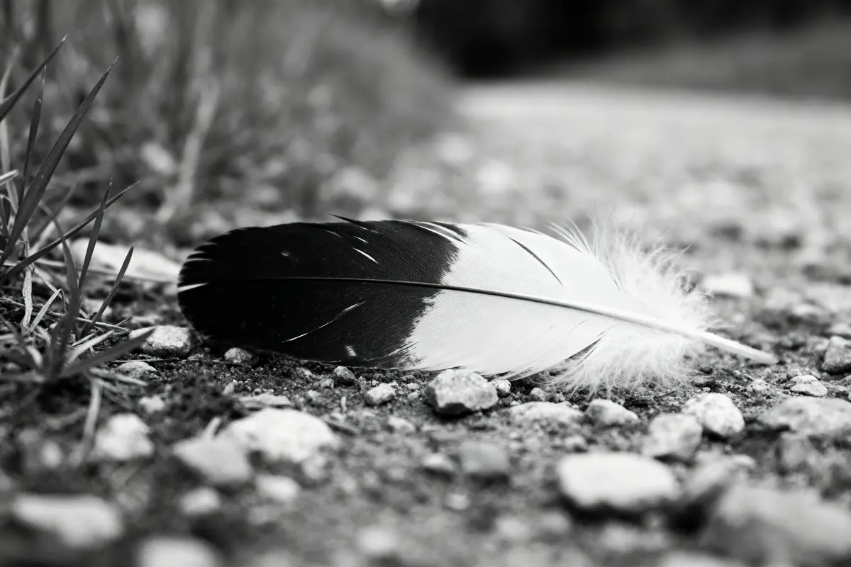 Gros plan d'une plume noire et blanche posée sur un chemin de gravier
