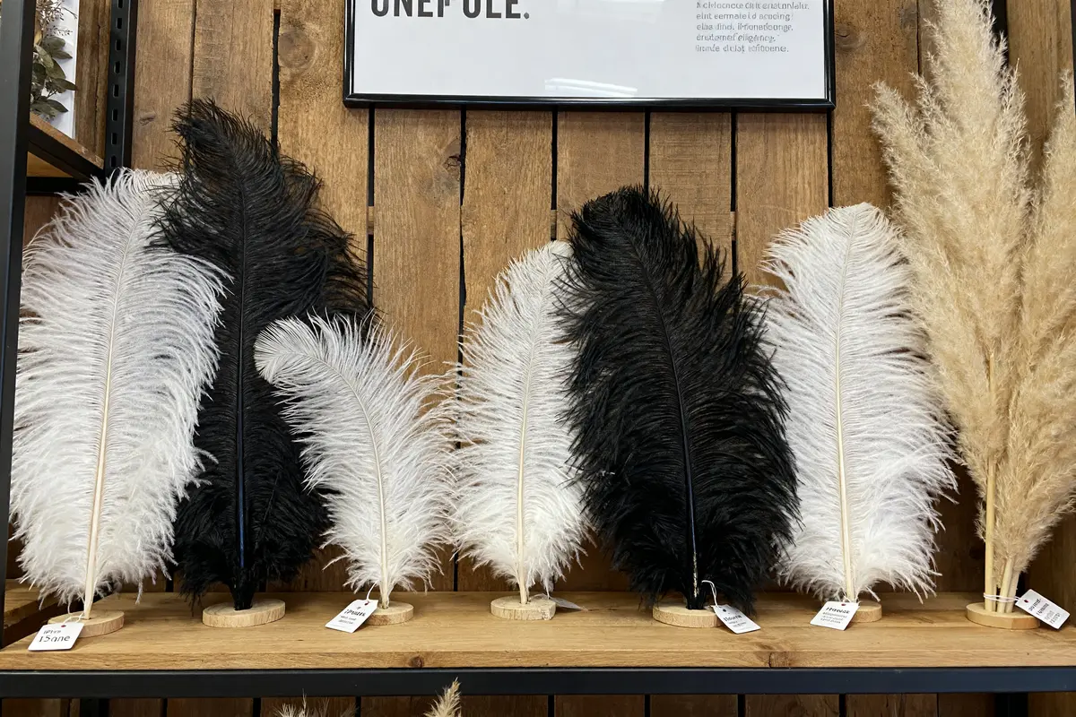 Plumes d'autruche noires et blanches exposées sur étagère en bois