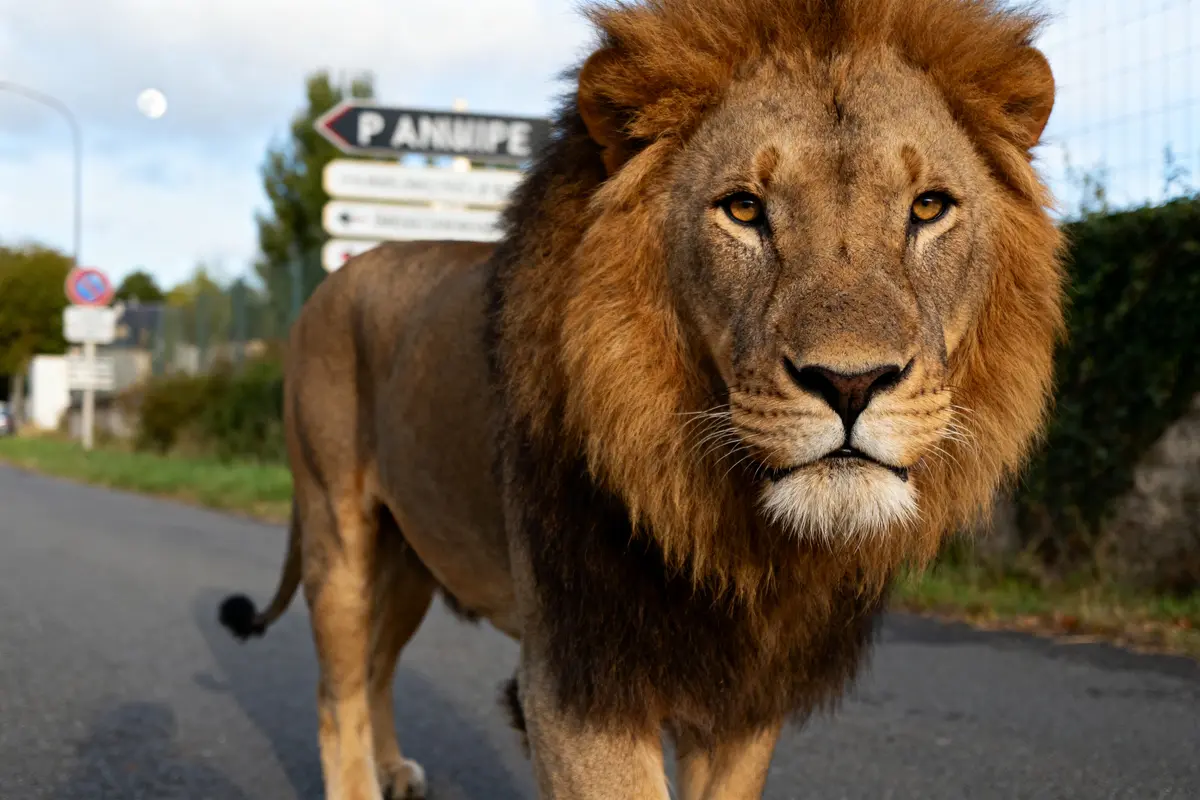 Lion majestueux sur une route, signe astrologique de juillet en arrière-plan.