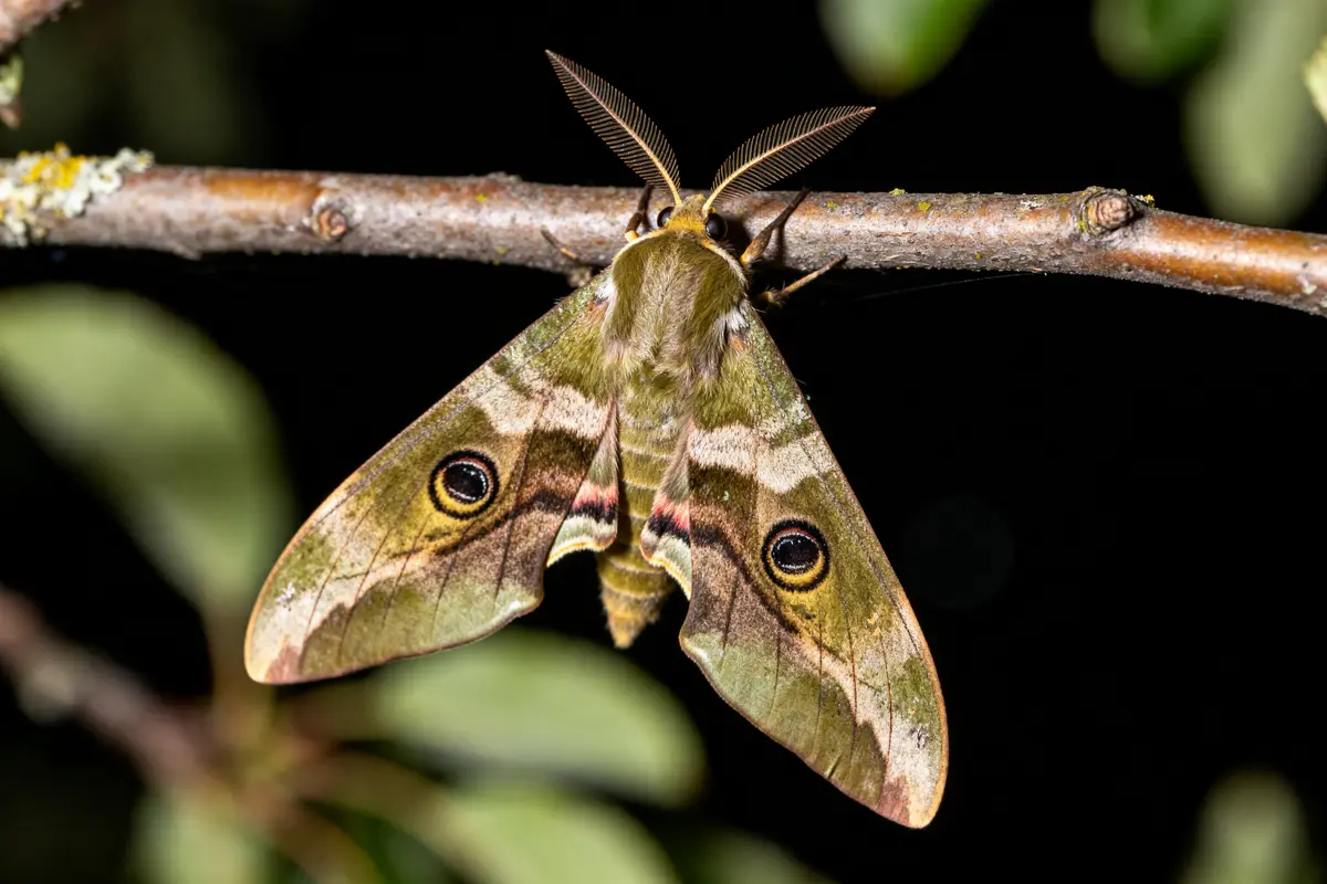 Signification du papillon de nuit : Mystique, symbolique et spirituelle