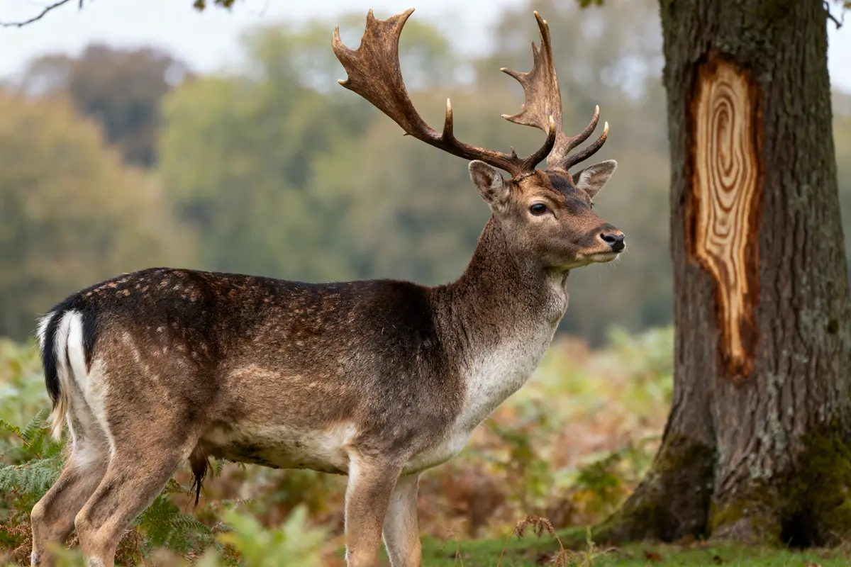 Cerf majestueux près d’un arbre en forêt illustrant la symbolique du cerf naturelle
