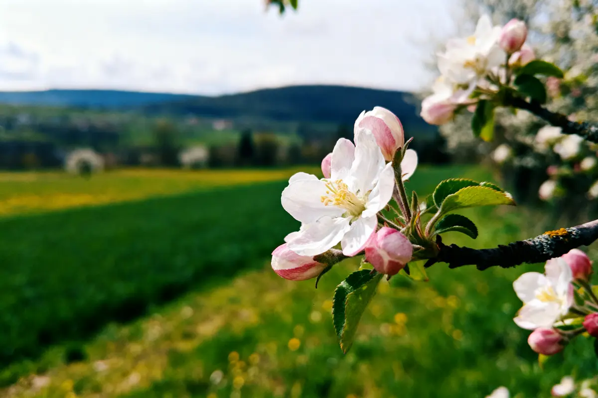 Dates du Signe Bélier : Caractéristiques Et Compatibilités