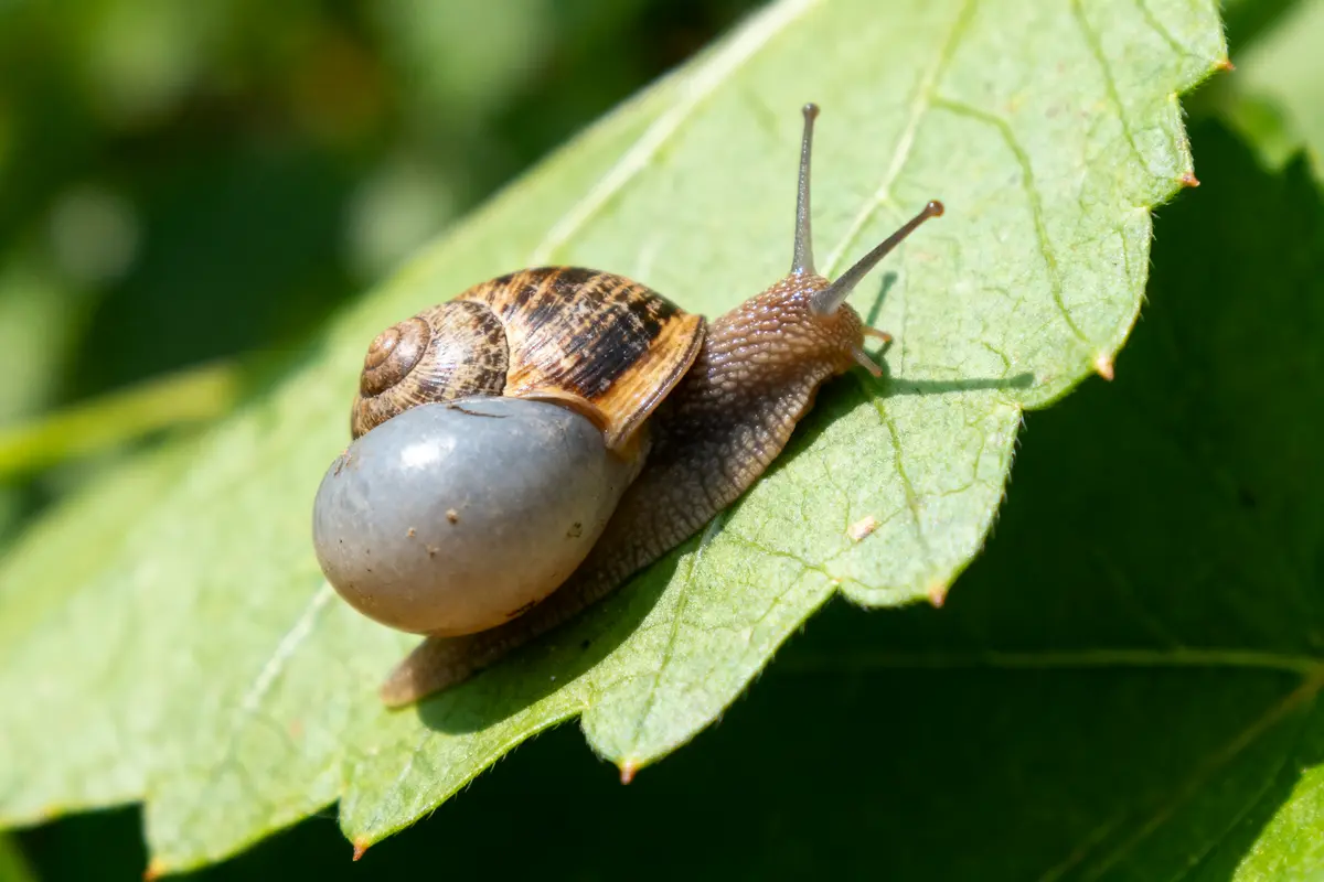 Un escargot marron glissant lentement sur une feuille verte, exposé au soleil.