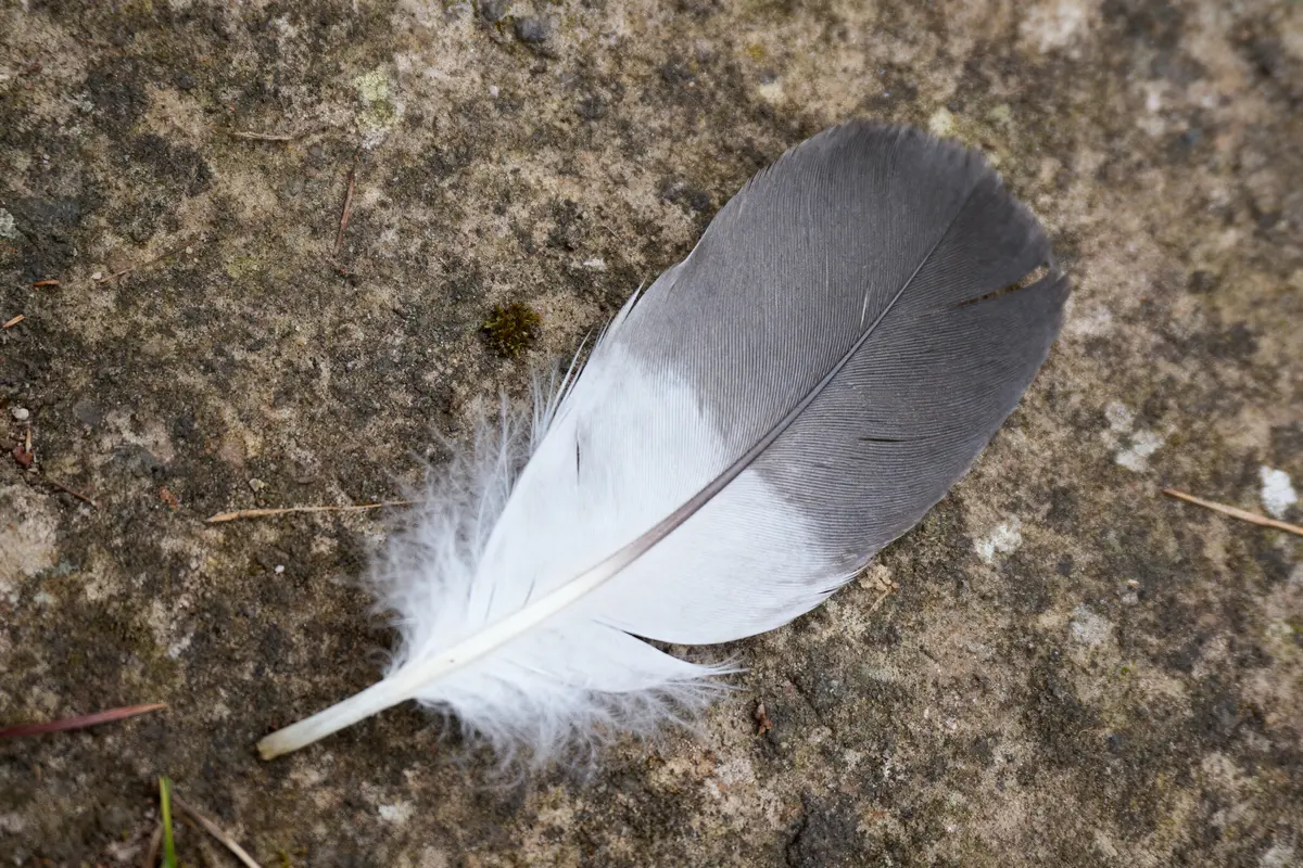 Plume grise et blanche posée sur sol rocheux.